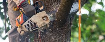 Best Tree Trimming and Pruning  in Hatboro, PA