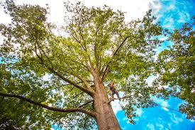 How Our Tree Care Process Works  in Hatboro, PA